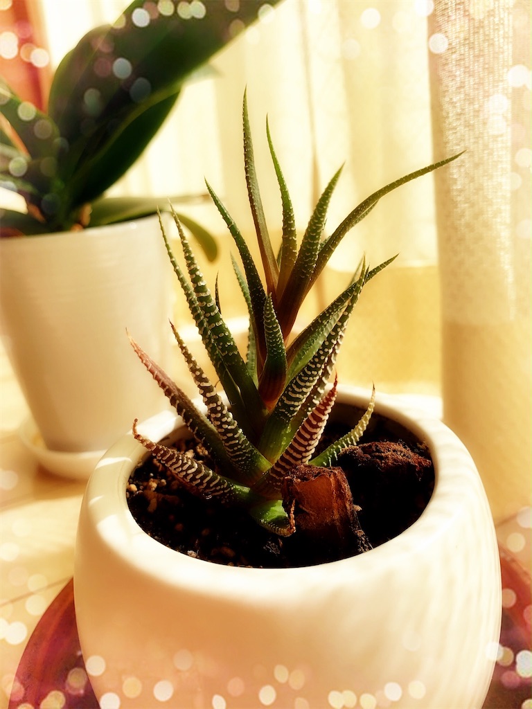 f:id:member-spa:20200324133534j:image