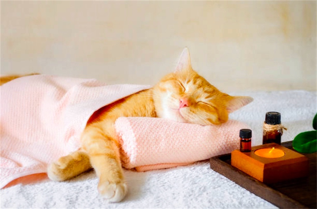 f:id:member-spa:20240531103556j:image