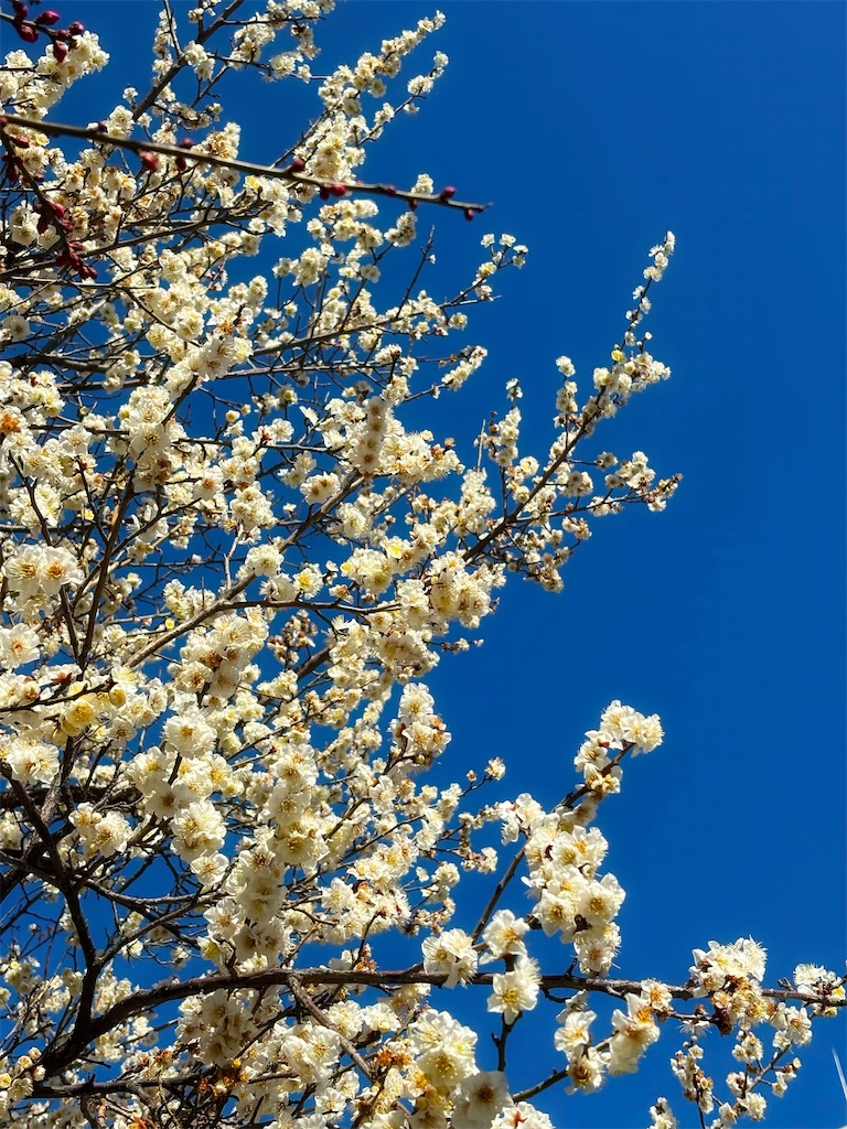 f:id:member-spa:20250213204440j:image