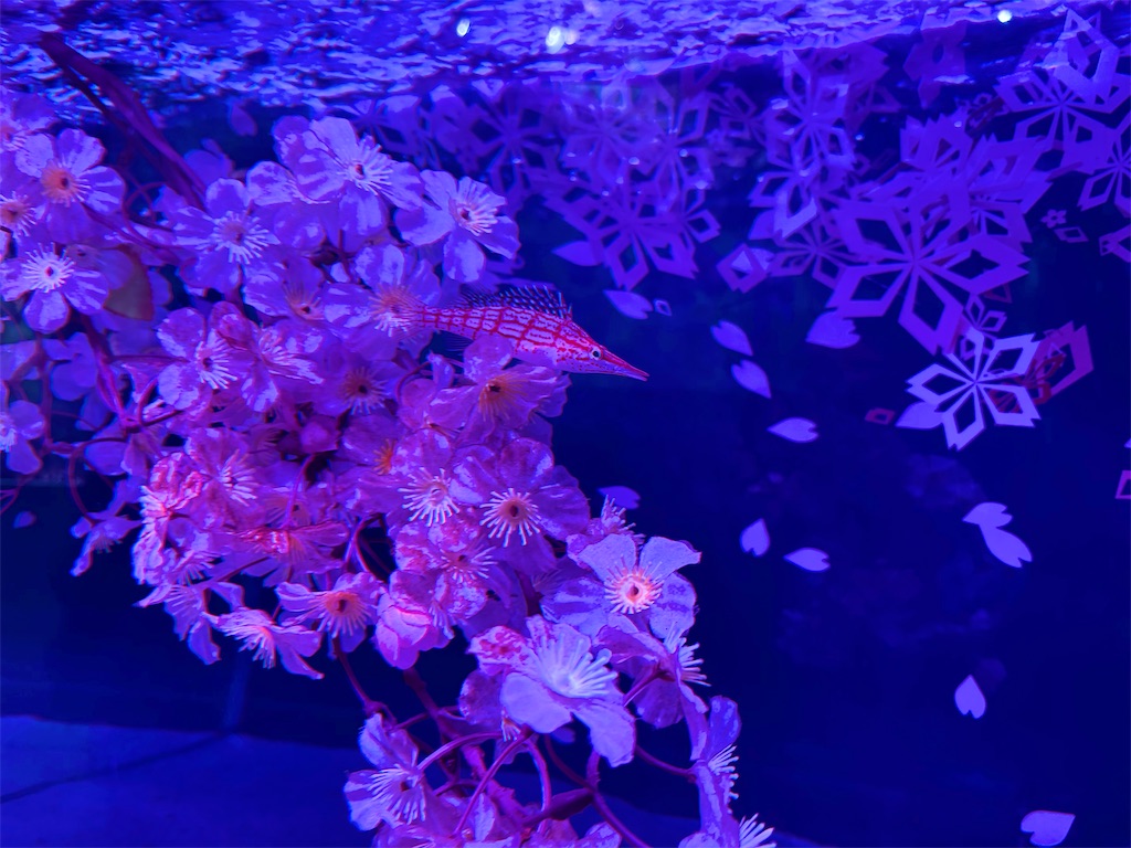 f:id:member-spa:20250423233748j:image f:id:member-spa:20250423233748j:image