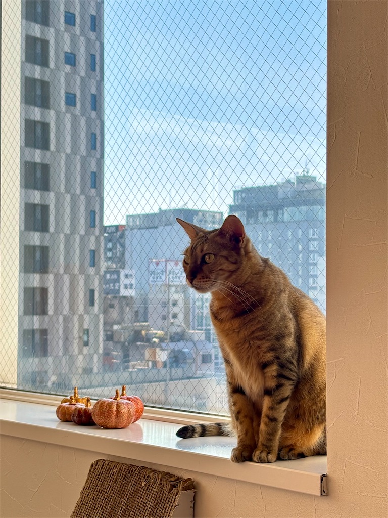 f:id:member-spa:20251031153522j:image f:id:member-spa:20251031153522j:image