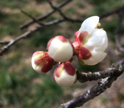 膨らんできた蕾