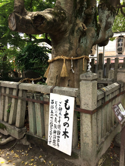 もちの木 もちの木の画像