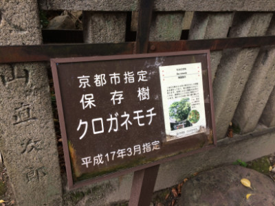 京都市指定保存樹 京都市指定保温樹のプレート