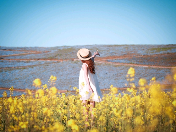 写真　画像　菜の花　青空　女の子