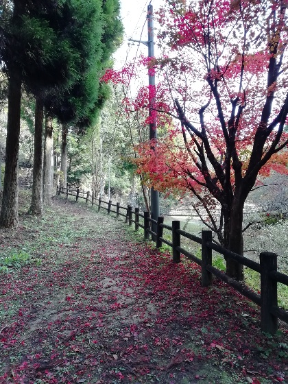 秋の北山キャンプ場2