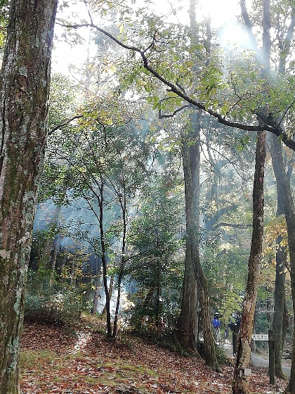 北山キャンプ場の木漏れ日