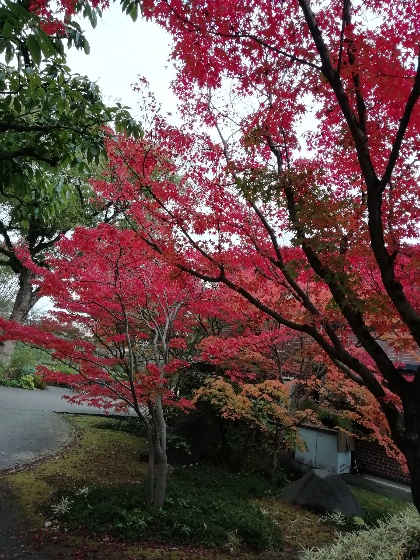 もみじの紅葉