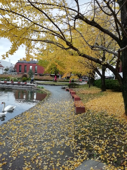 銀杏の紅葉