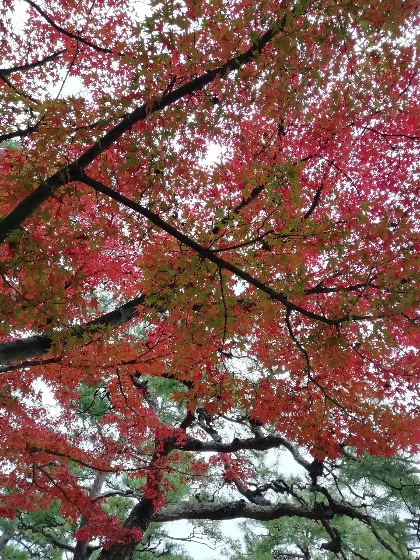 もみじの紅葉2