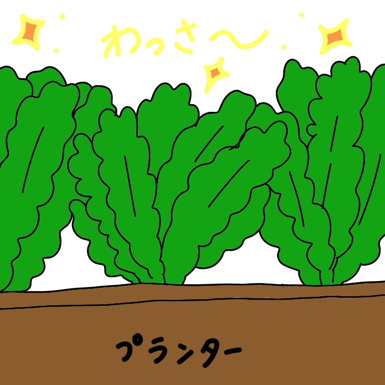 イラスト　かつお菜　家庭菜園