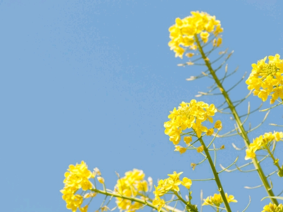 画像　写真　菜の花　青空　春