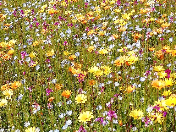 春だね 花がきれいだね Mecchiのほのぼの生活
