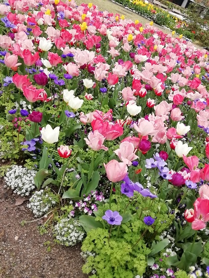 春　チューリップ　花壇　写真　画像　きれい　ピンク