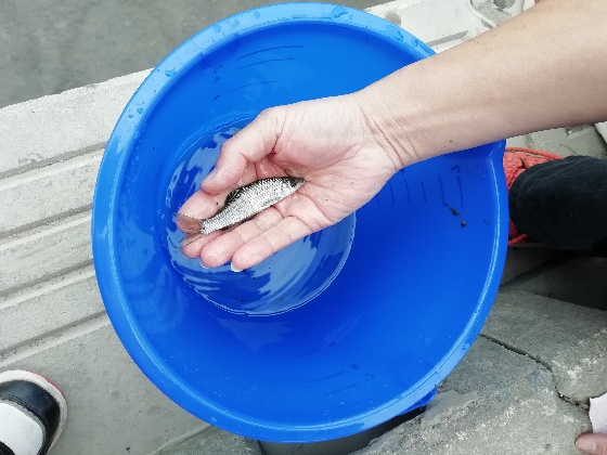 クリーク　魚　稚魚　釣り　写真　画像