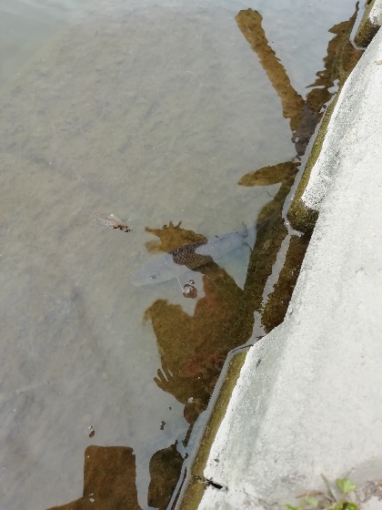 放流　クリーク　魚　逃がす　ウキ釣り　写真　画像　