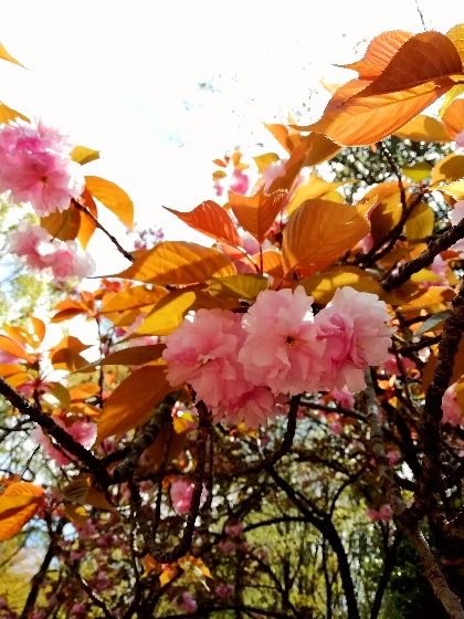 八重桜　きれい　春　写真　画像　キャンプ　アウトドア　登山