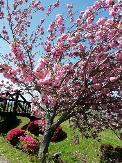 久留米ふれあい農業公園キャンプ場　八重桜　写真　画像　福岡県久留米市