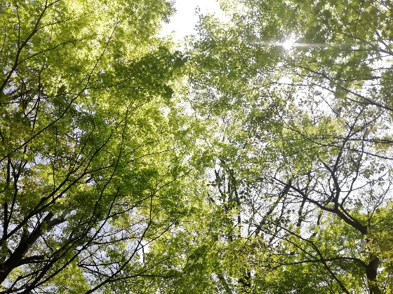 新緑　空　木漏れ日　画像　写真　美しい　初夏