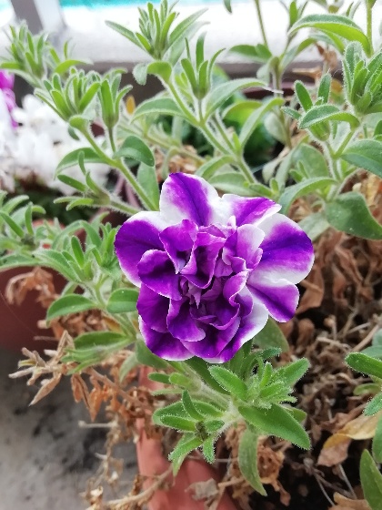 サフィニア　ペチュニア　花　紫　白　きれい　かわいい　春　写真　画像