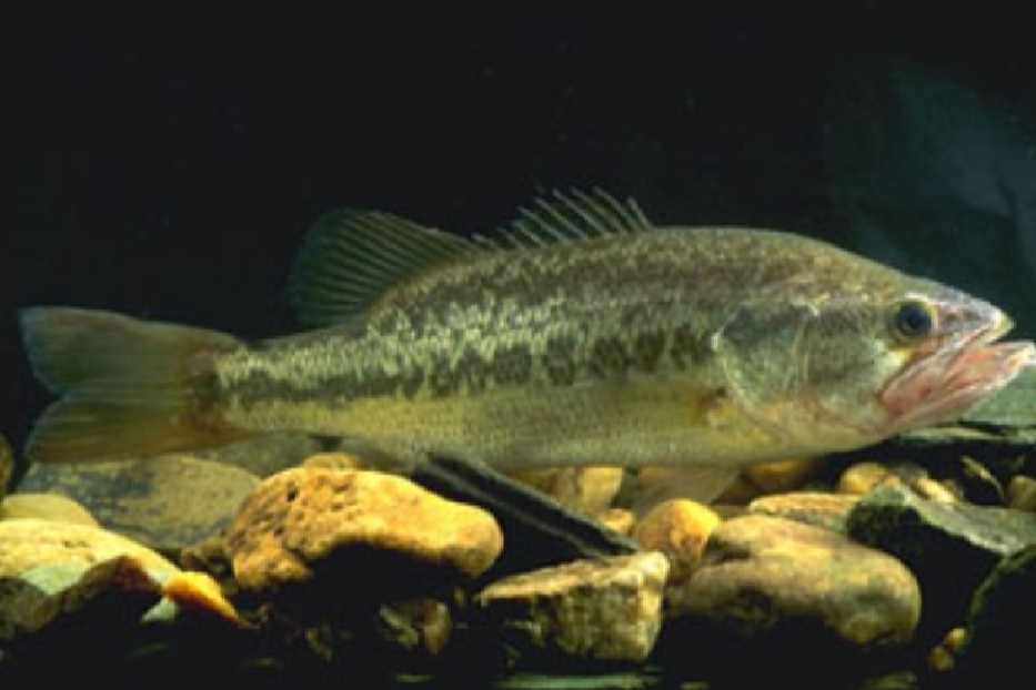 ブラックバス　特定外来生物　川　大きい　釣り　楽しい　大きい　口　引き　良い　画像　写真