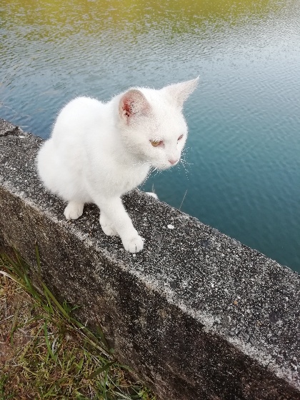 白　猫　野良　人懐っこい　馴れてる　かわいい　写真　画像