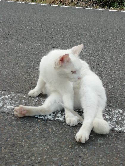 野良猫　猫　白　かわいい　毛づくろい　写真　画像