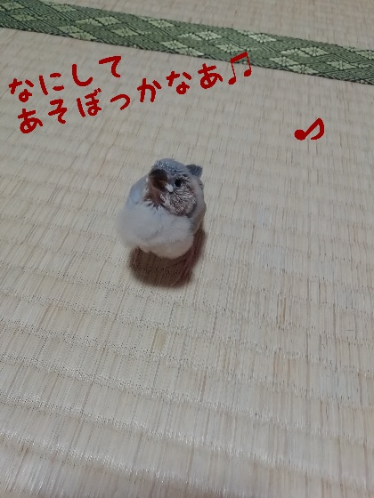 桜文鳥　ヒナ　退屈　かわいい　画像　写真　遊ぼう