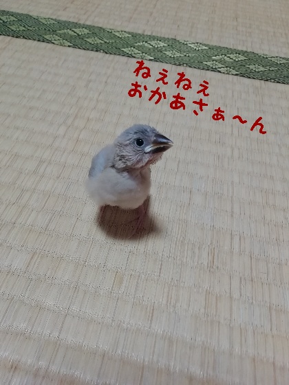 桜文鳥　ヒナ　お母さん　話しかける　かわいい　画像　写真　質問