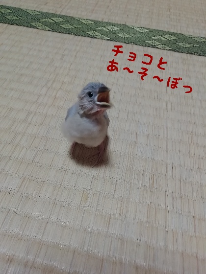 桜文鳥　ヒナ　お誘い　遊ぼう　かわいい　写真　画像