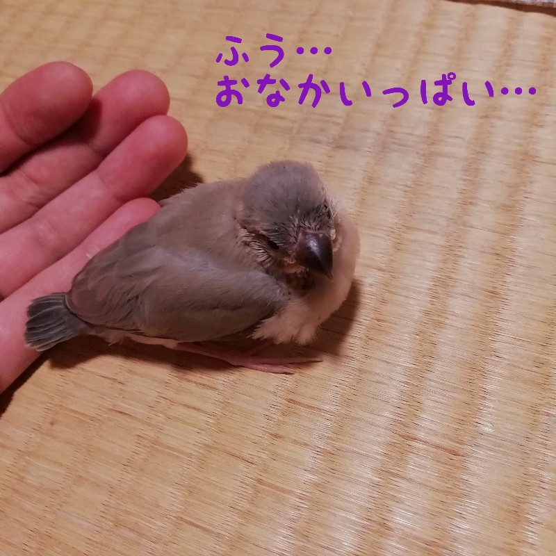 桜文鳥　ヒナ　満腹　お腹いっぱい　写真　画像　かわいい　丸くなる