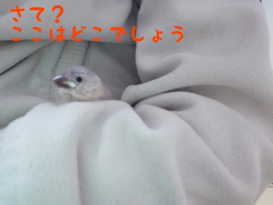 桜文鳥　ヒナ　手乗り　馴れてる　かわいい　写真　画像