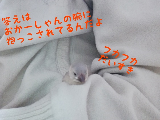 桜文鳥　ヒナ　手乗り　馴れてる　かわいい　写真　画像