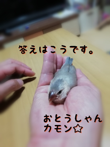 桜文鳥　ヒナ　手乗り　馴れてる　かわいい　写真　画像