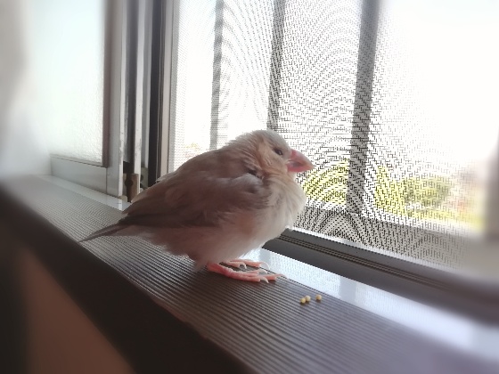 文鳥　たたずむ　横顔　ヒナ　桜文鳥　かわいい　画像　写真　丸い