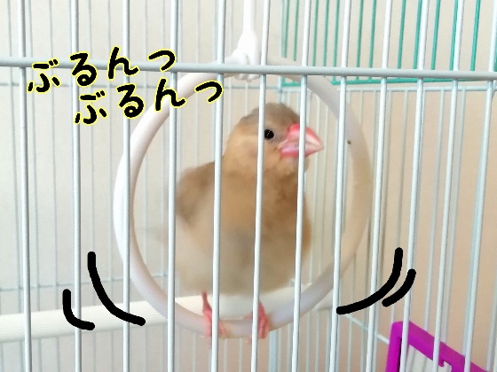 桜文鳥　文鳥　ひな　ぶるんぶるん　ぶるぶる　丸い　かわいい　写真　画像