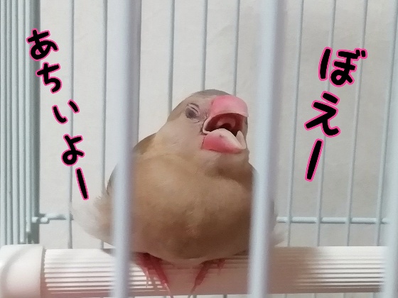 暑い　口を開ける　文鳥　鳥