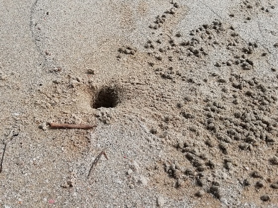 カニ　穴　砂浜　写真　画像　家　すばやい　隠れる　夏