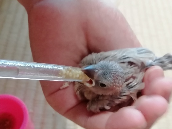 ごま塩文鳥　雛　挿し餌　写真　画像　かわいい