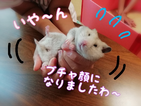 ハムスターチロルさんの百面相 Youtube更新しました ハンドメイドと子育て三姉妹 ハムスターチロルさんの百面相 Youtube更新しました ハンドメイドと子育て三姉妹