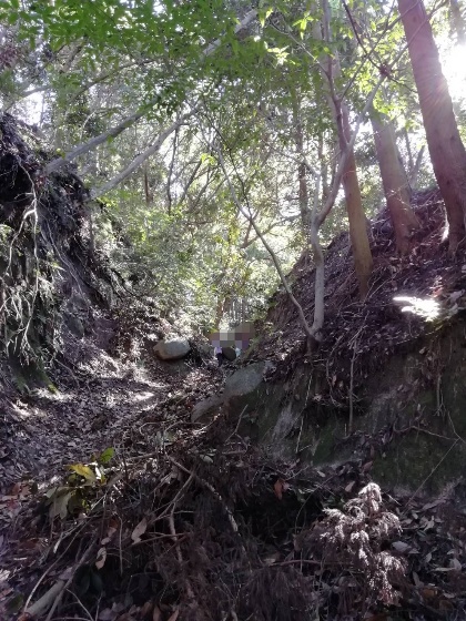 十坊山登山　中村登山口　登山　福岡県　画像　写真　背振　森　森林　岩