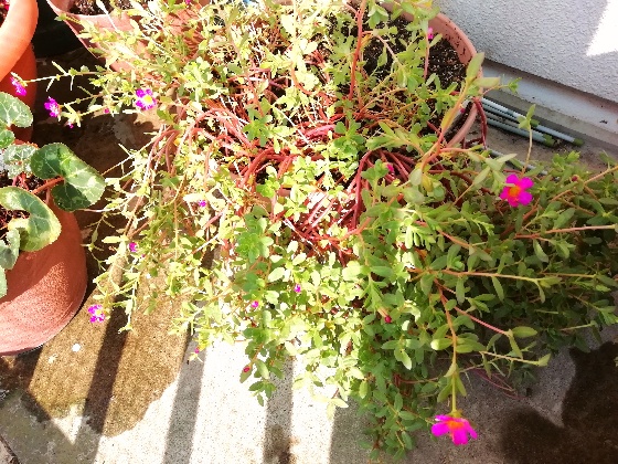 ポーチュラカ　花　ピンク　写真　画像　伸びすぎ