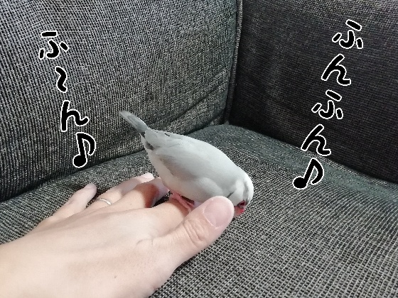 ごま塩文鳥　写真　画像　手乗り