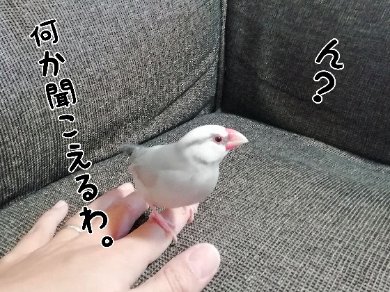 ごま塩文鳥　ごきげん　手乗り　画像　写真