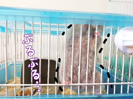 ハムスターチロルさんの脱走術 Mecchiのほのぼの生活