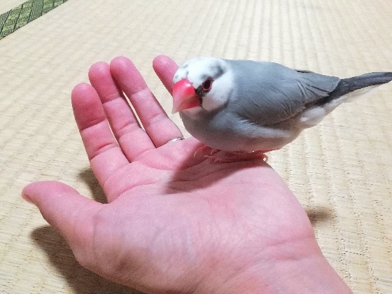 文鳥はかわいい Mecchiのほのぼの生活