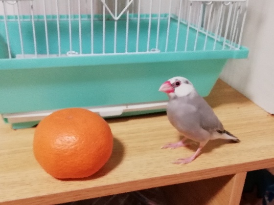 文鳥　みかん　ケージ　ごま塩文鳥　かわいい　写真　画像