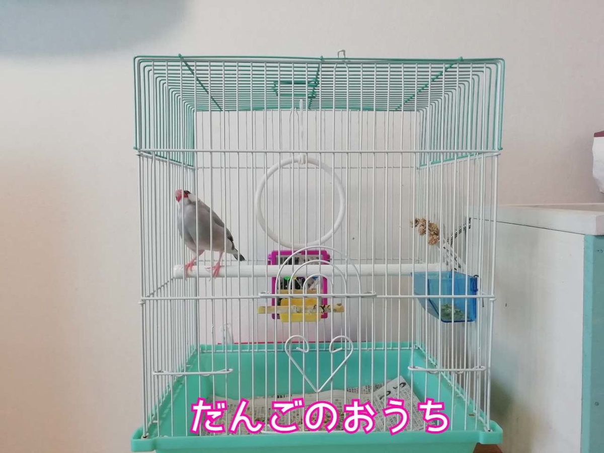 文鳥の防寒対策 Youtube投稿しました ハムスター編 Mecchiのほのぼの生活