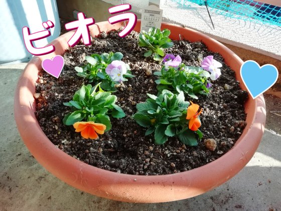 ビオラ　花　かわいい　春　冬　写真　画像　紫　オレンジ　パンジー　
