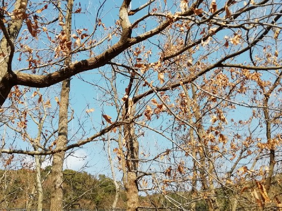 冬　山　田舎　枯れ葉　写真　画像　のどか　癒やし　景色　落ち着く